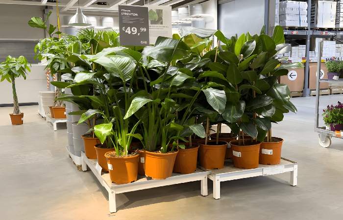 Grow a Garden Trade Values Write For Us